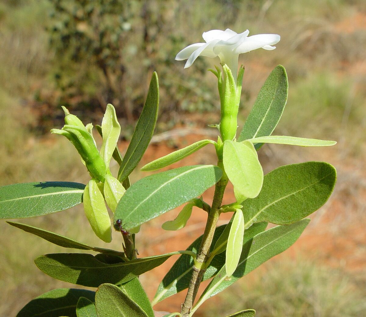 Gardenia pyriformis subsp. keartlandii — photo
