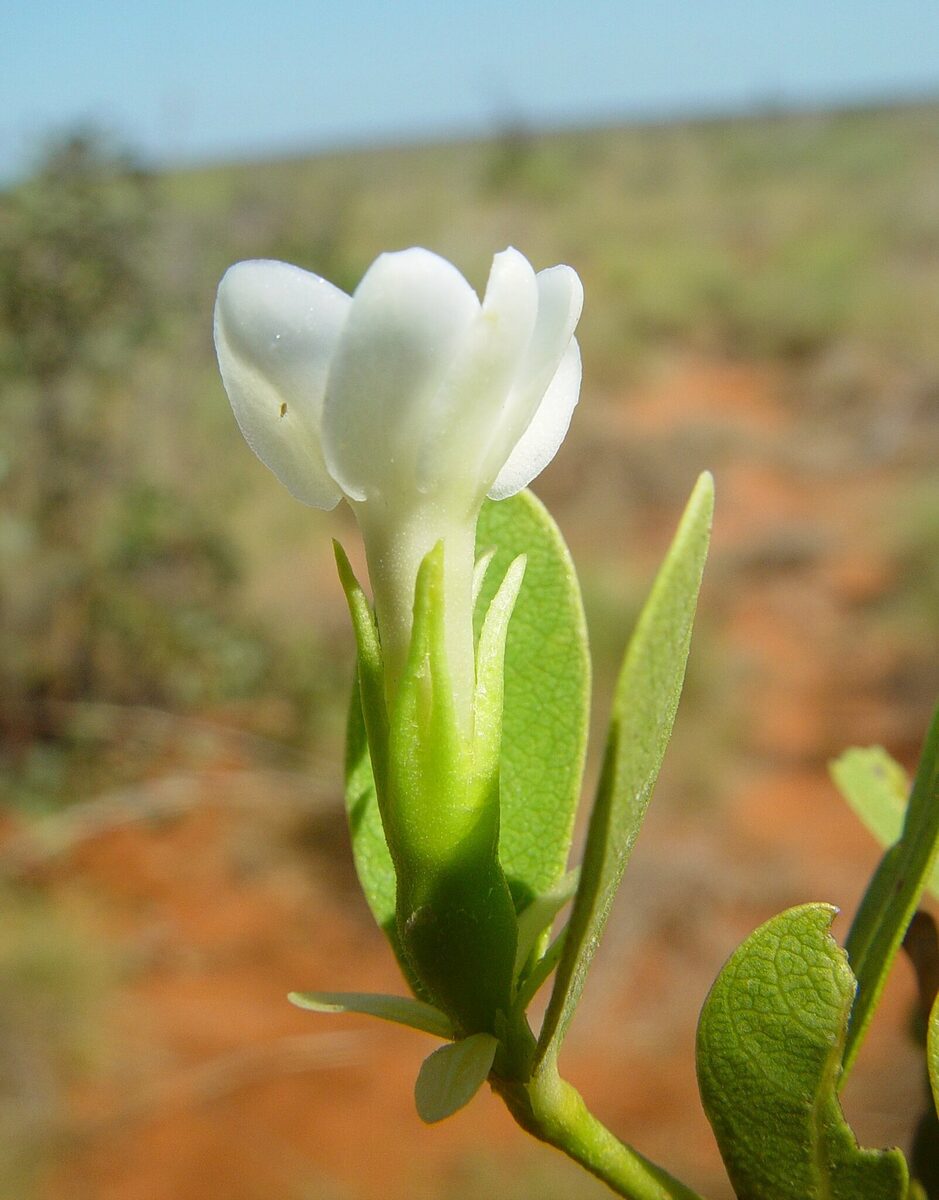 Gardenia pyriformis subsp. keartlandii — photo