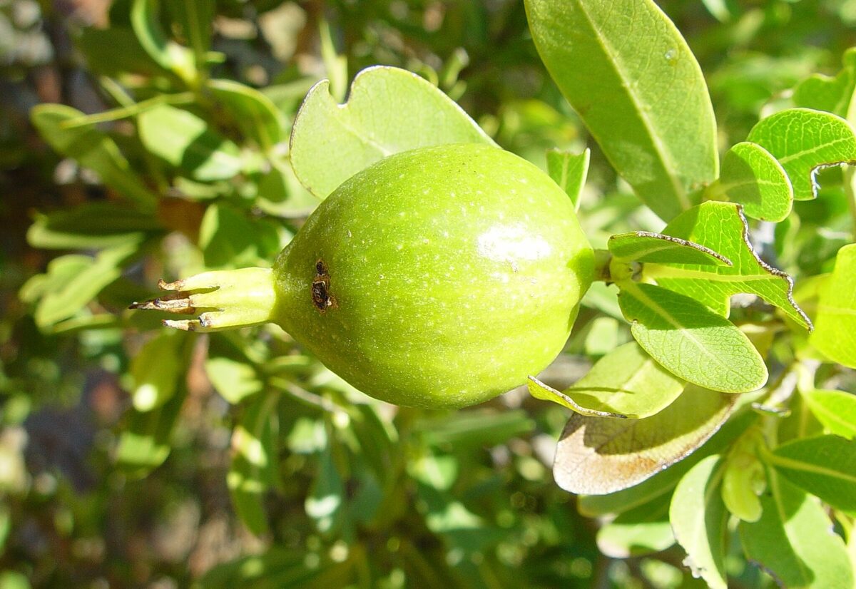 Gardenia pyriformis subsp. keartlandii