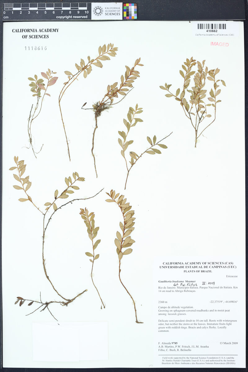 Gaultheria bradeana — photo