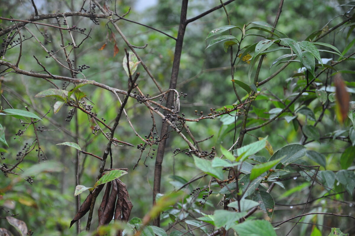 Gaultheria cumingiana — photo