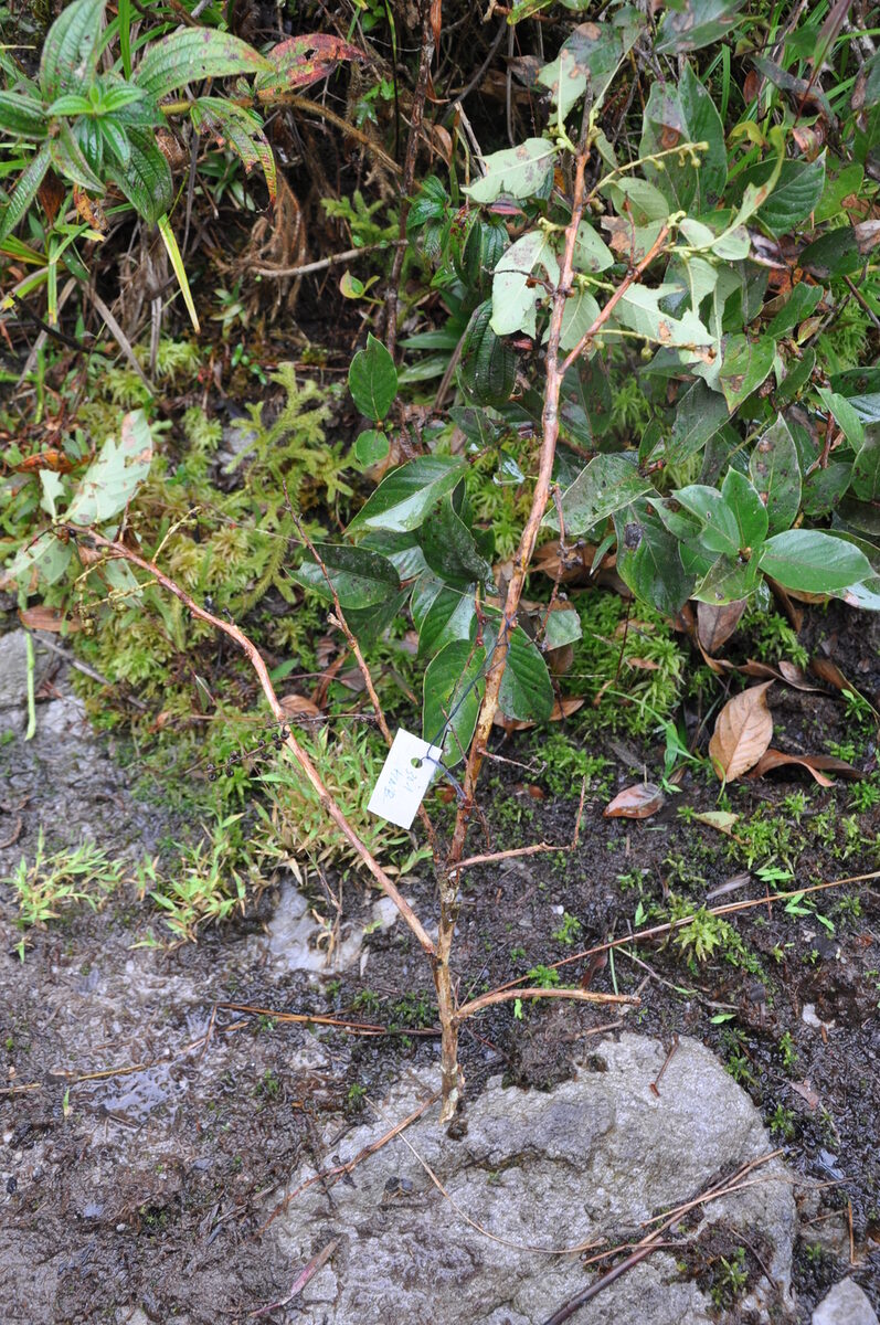 Gaultheria cumingiana — photo