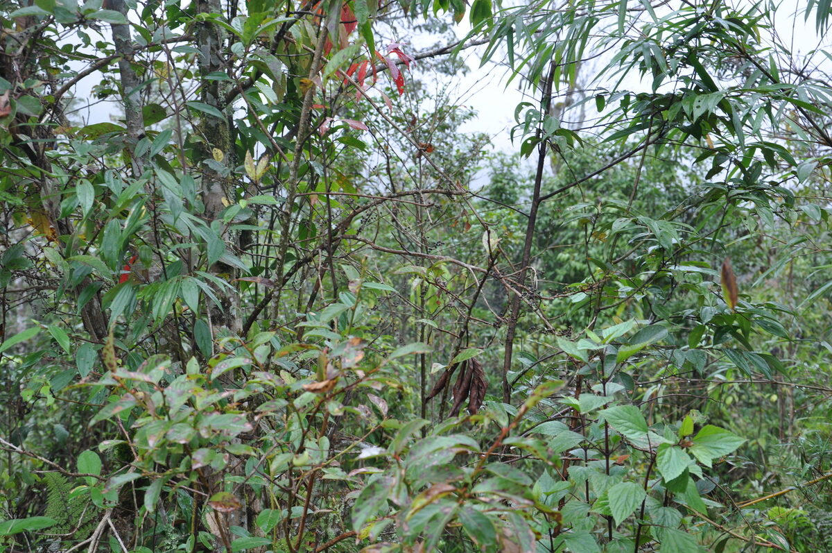 Gaultheria cumingiana