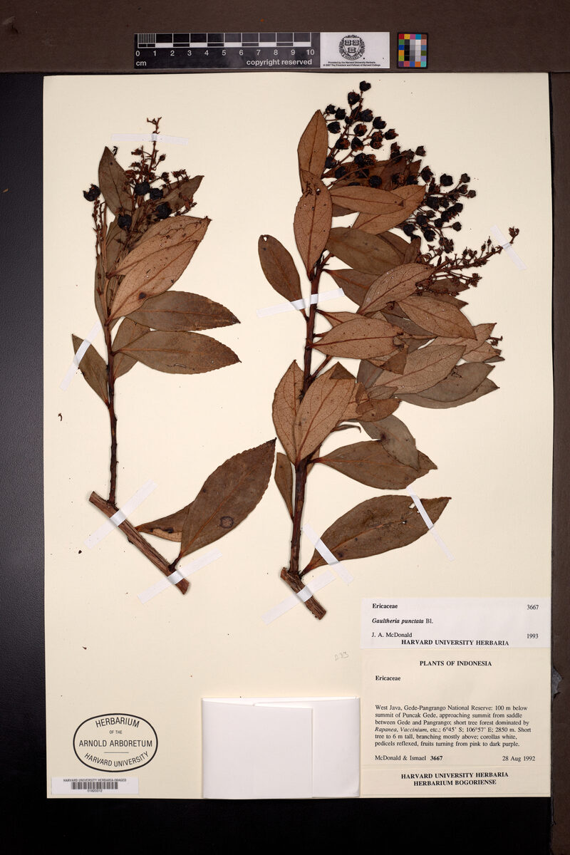 Gaultheria fragrantissima subsp. punctata (Mountain berry) — photo