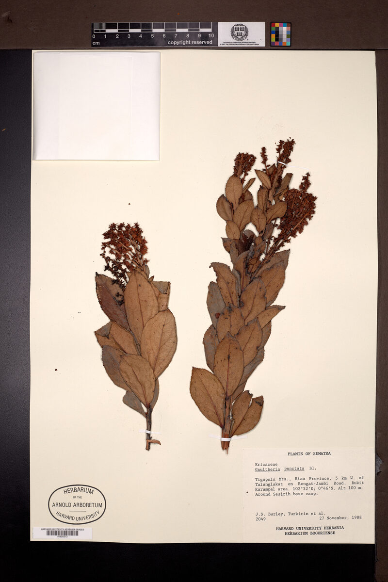 Gaultheria fragrantissima subsp. punctata (Mountain berry) — photo