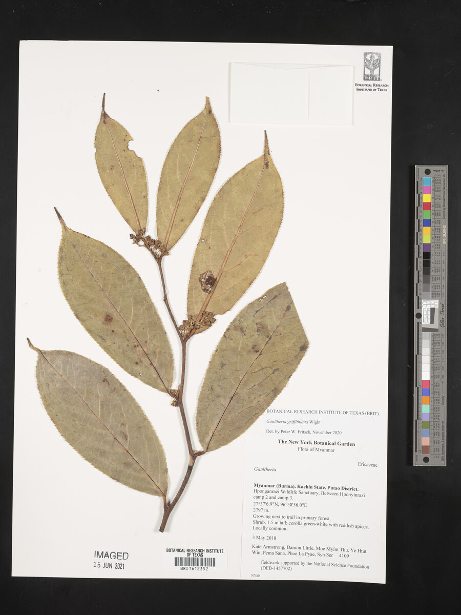Gaultheria griffithianum — photo
