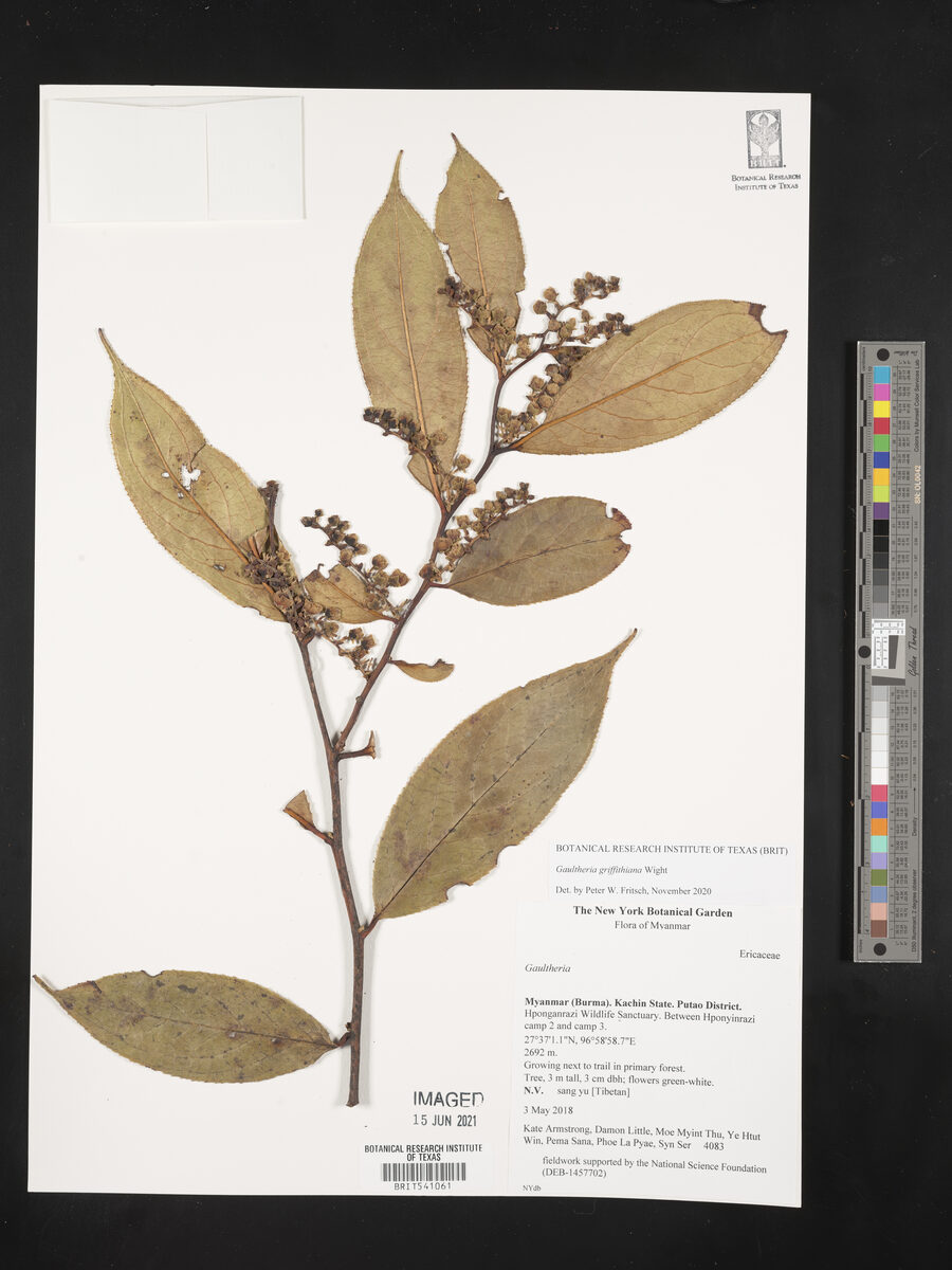 Gaultheria griffithianum