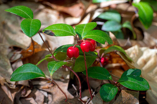 Gaultheria humifusa (Creeping wintergreen) — photo