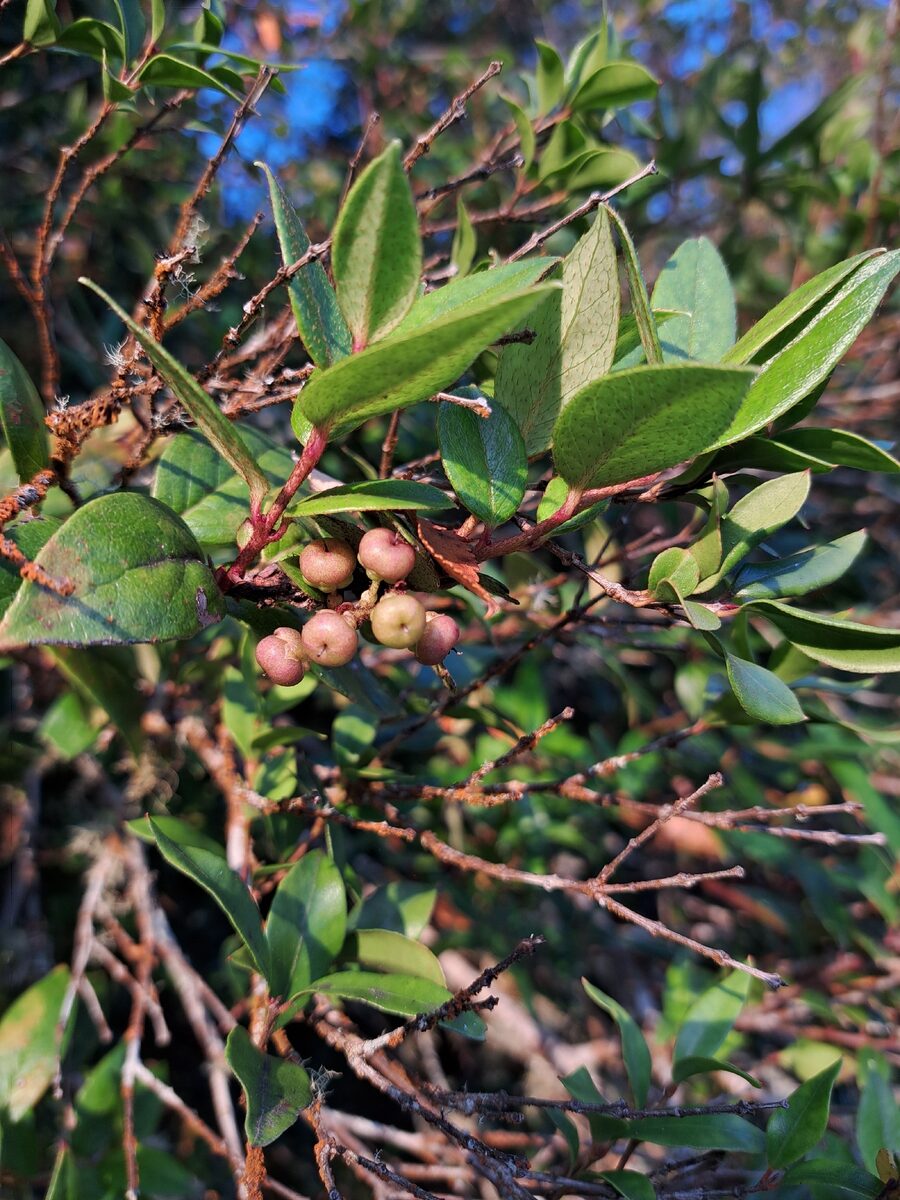 Gaultheria insana - (Molina.)Middleton. — photo