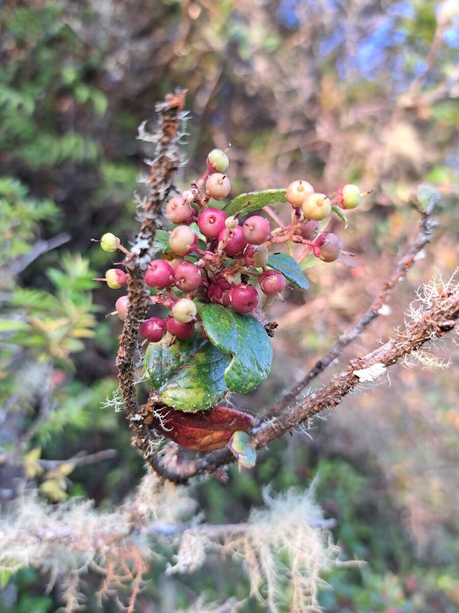 Gaultheria insana - (Molina.)Middleton. — photo