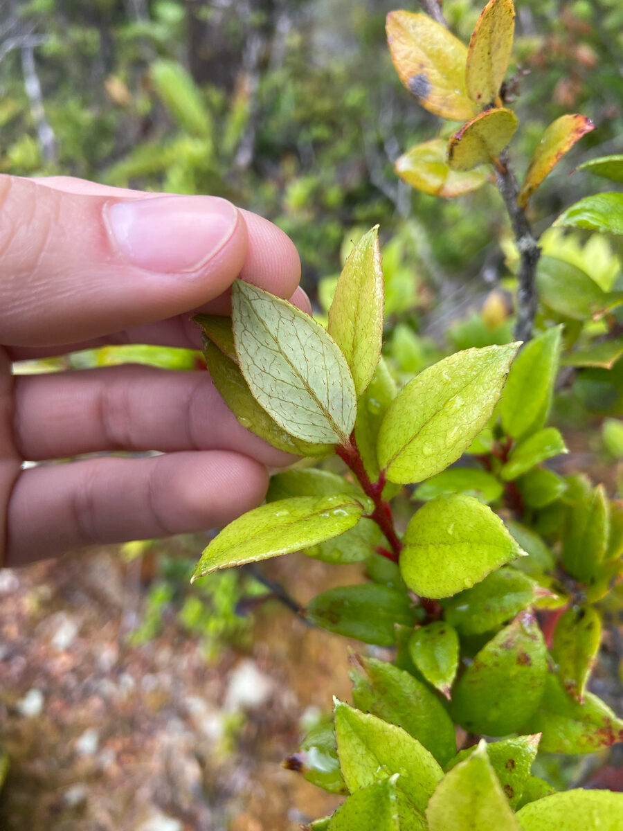 Gaultheria insana - (Molina.)Middleton.