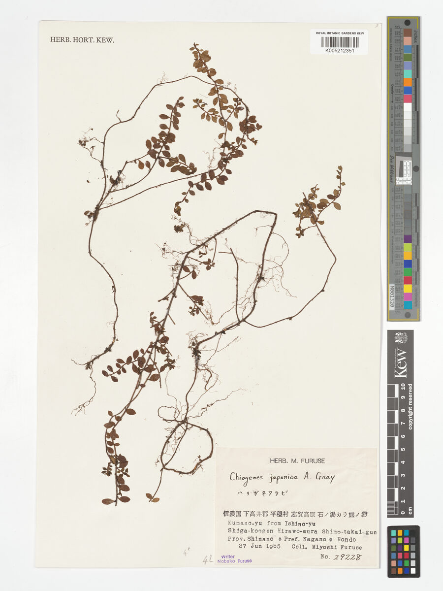 Gaultheria japonica - (A.Gray.)Sleumer.