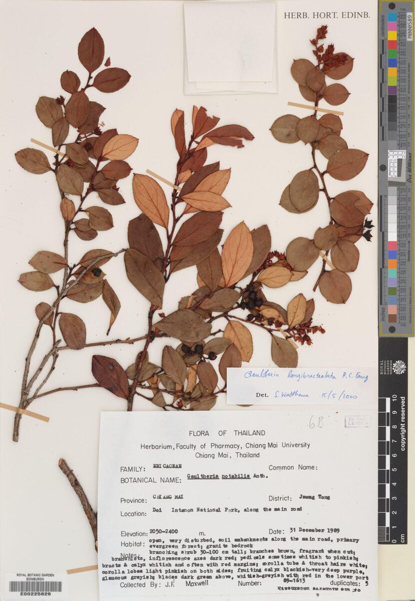 Gaultheria longibracteolata