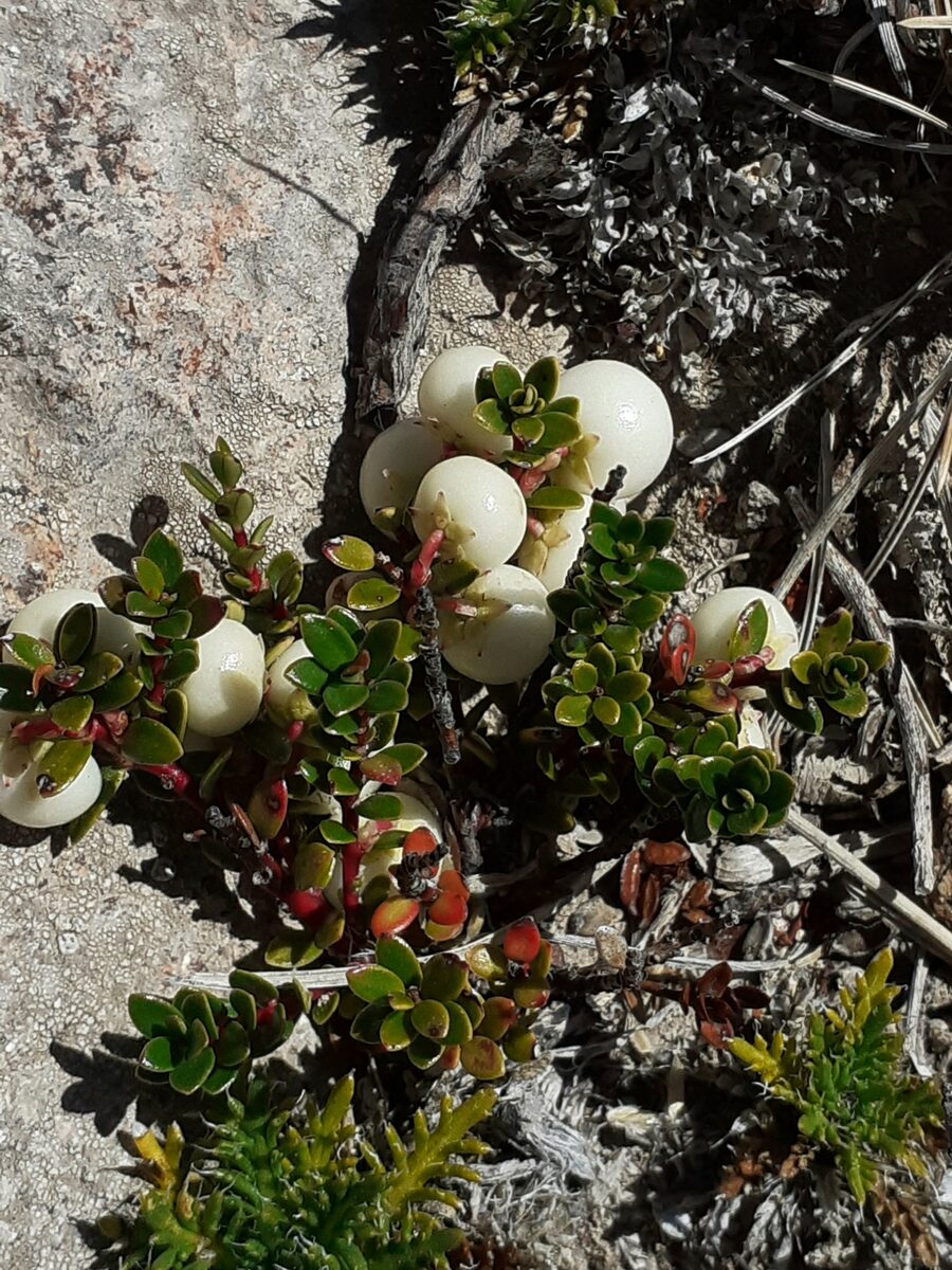 Gaultheria pumila leucocarpa - (DC.)Middleton. — photo