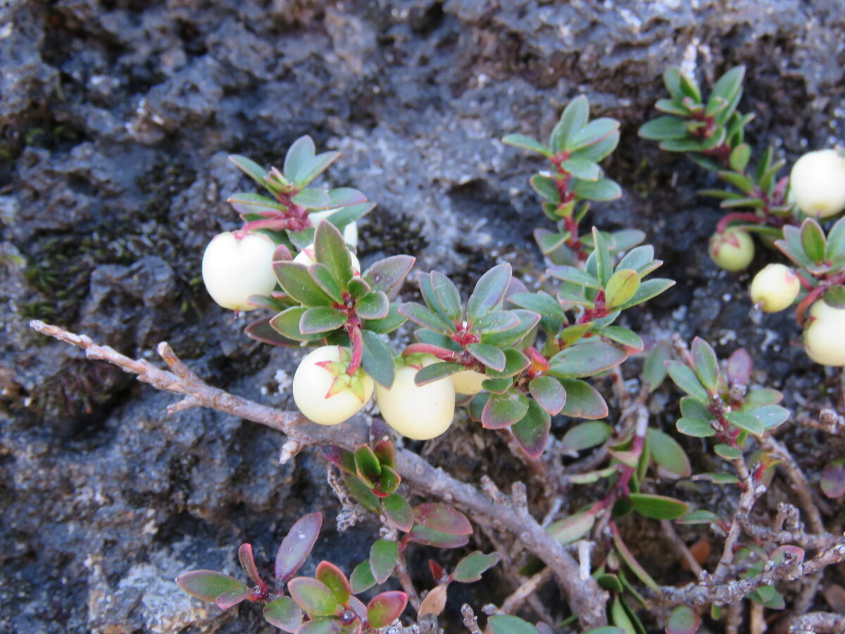 Gaultheria pumila leucocarpa - (DC.)Middleton. — photo