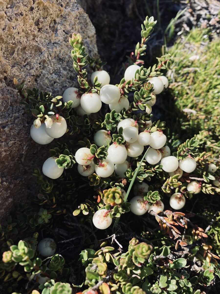 Gaultheria pumila leucocarpa - (DC.)Middleton.