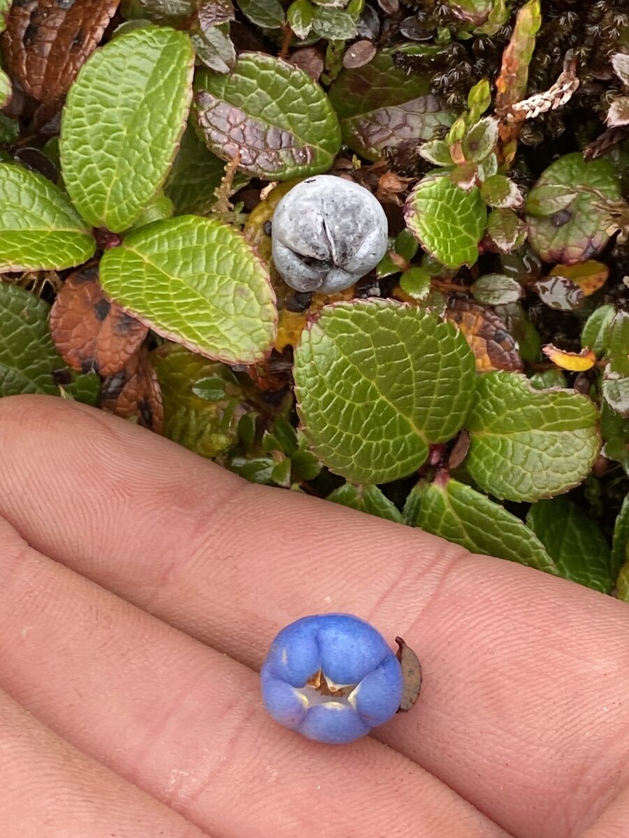 Gaultheria pyroliifolia — photo