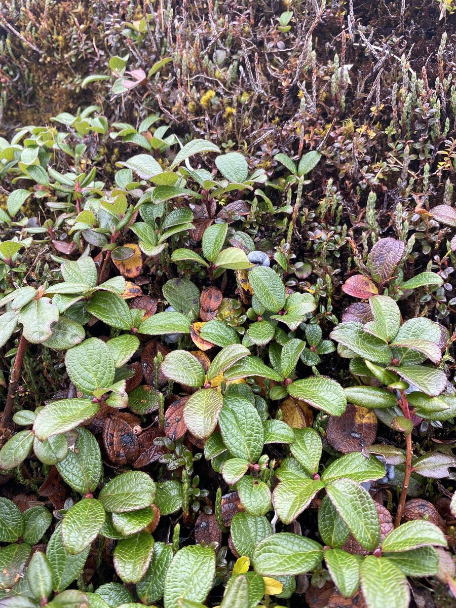 Gaultheria pyroliifolia — photo