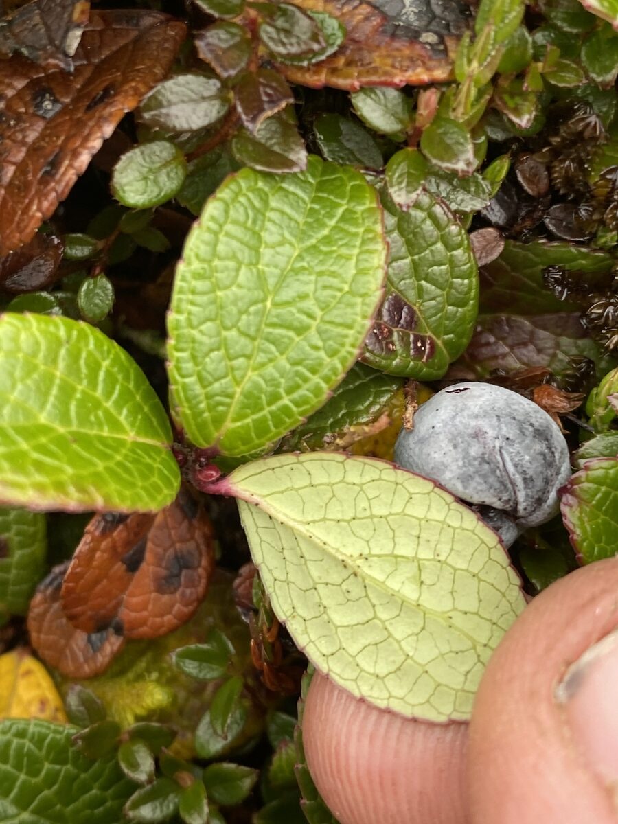 Gaultheria pyroliifolia