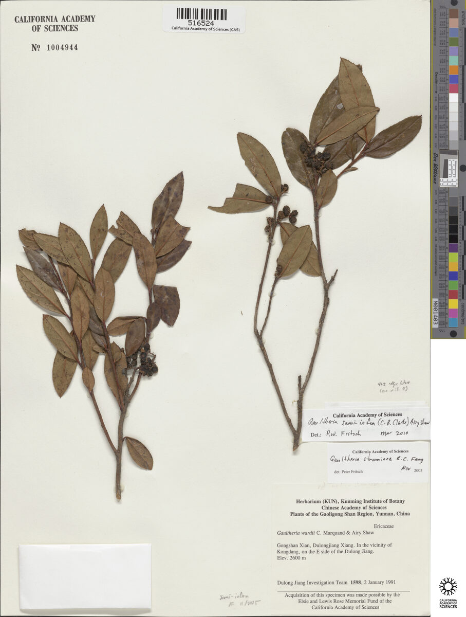Gaultheria straminea — photo