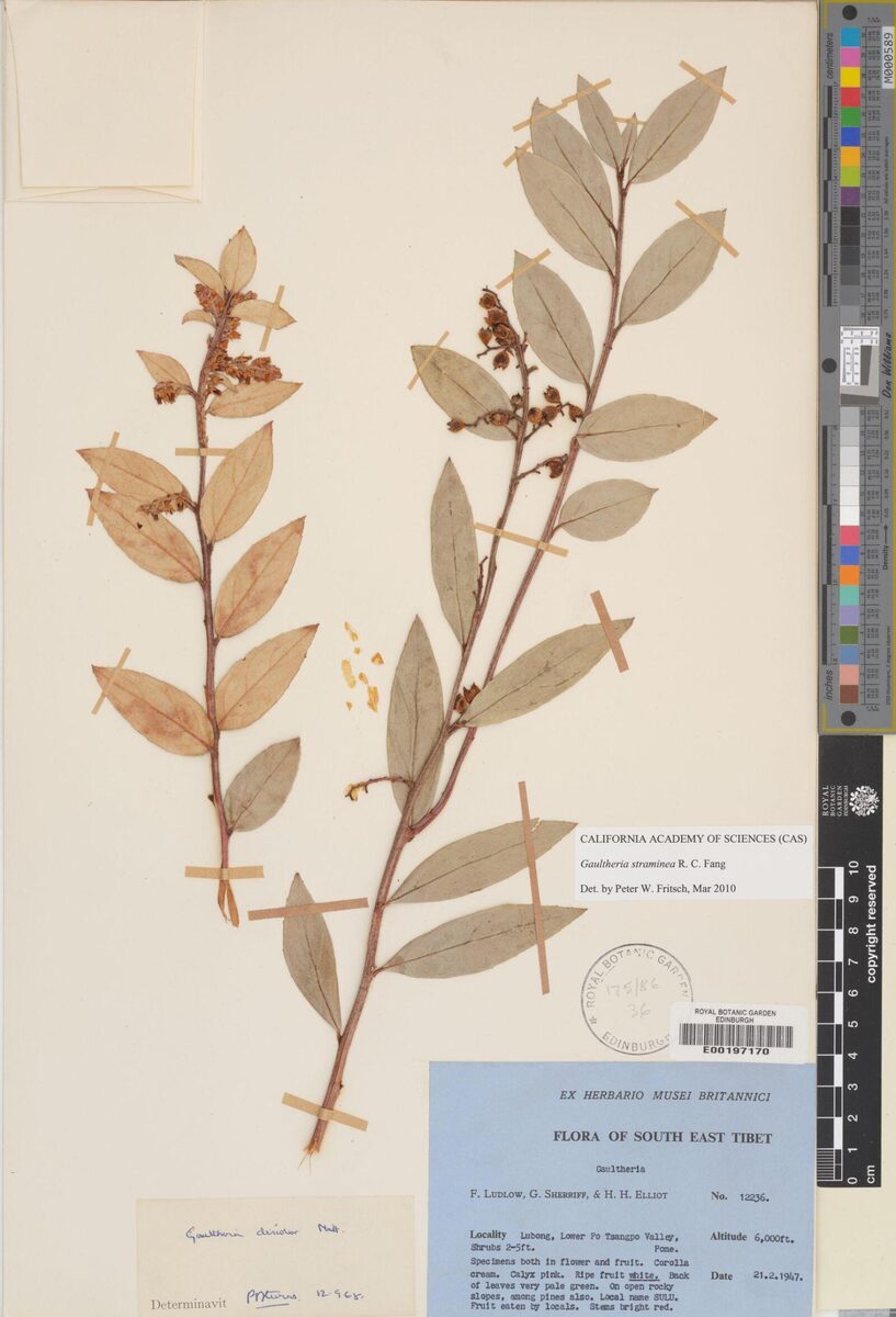 Gaultheria straminea — photo