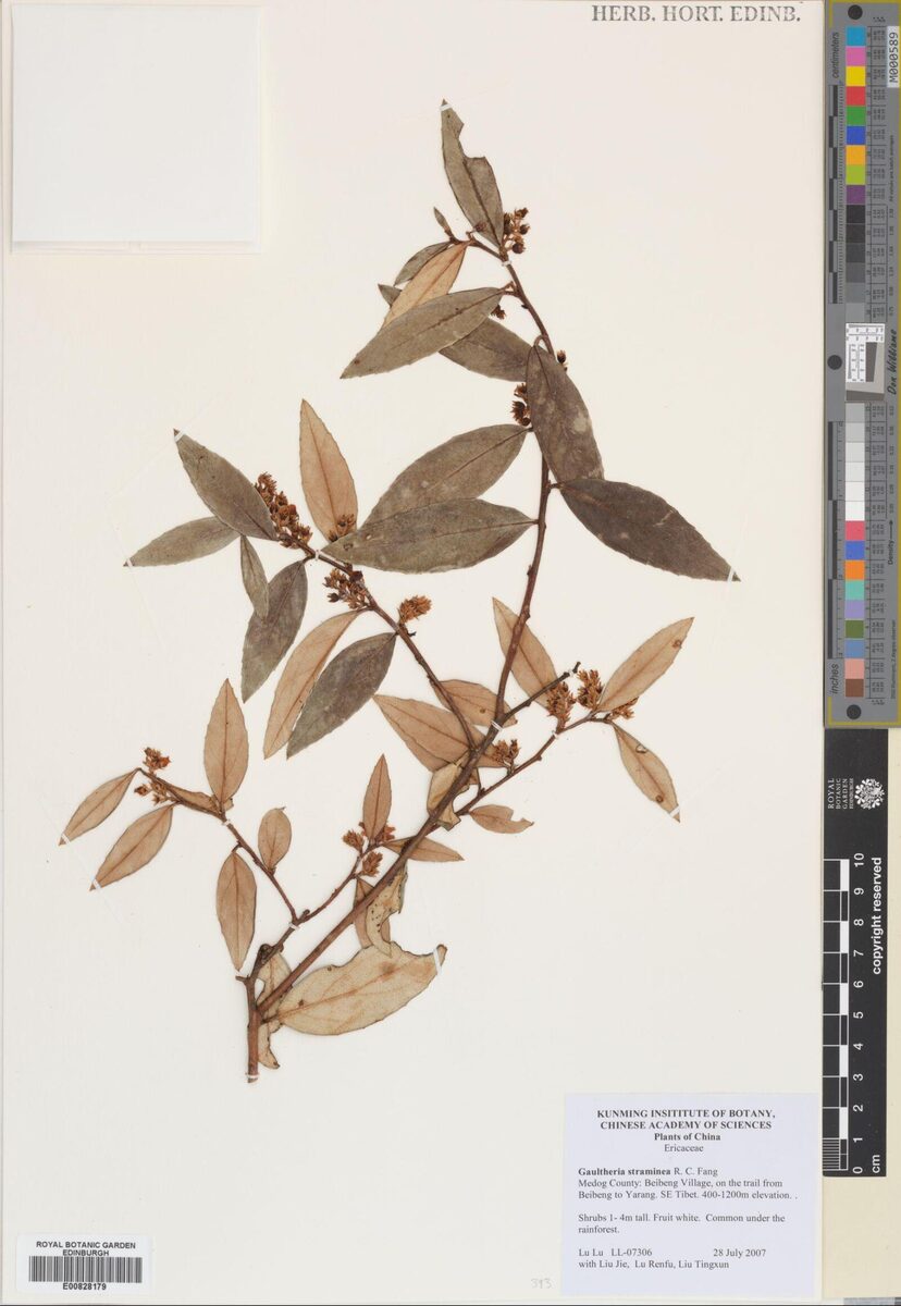 Gaultheria straminea