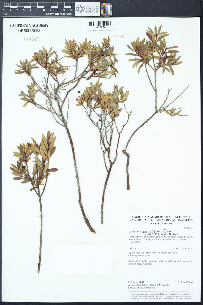Gaylussacia angustifolia (Camarinha-da-serra) — photo