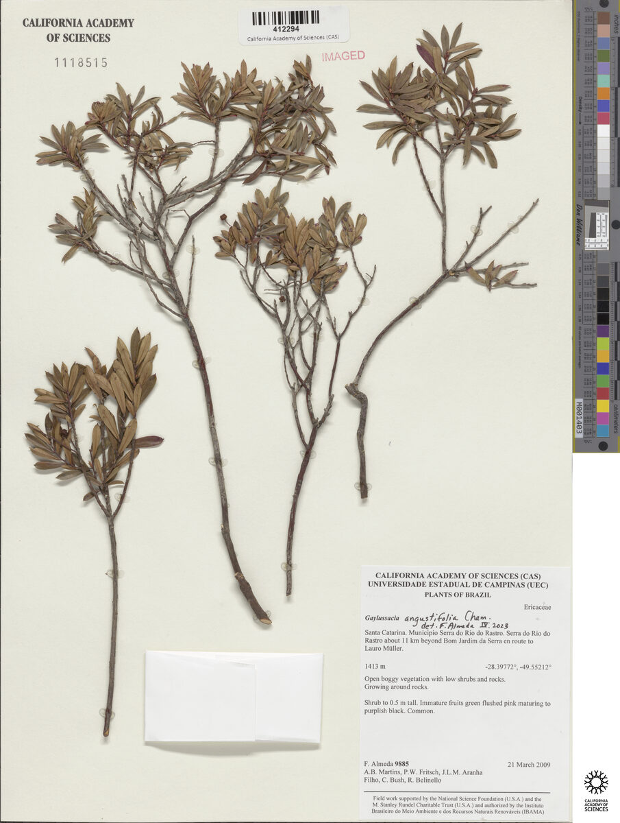 Gaylussacia angustifolia (Camarinha-da-serra) — photo