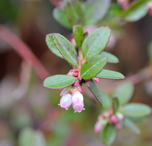 Gaylussacia brachycera (Box huckleberry) — photo