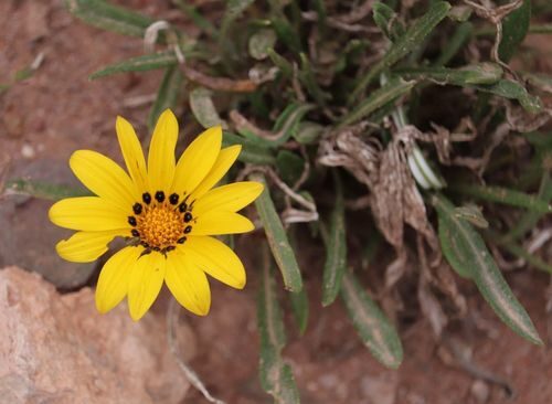 Gazania krebsiana (Common gazania) — photo