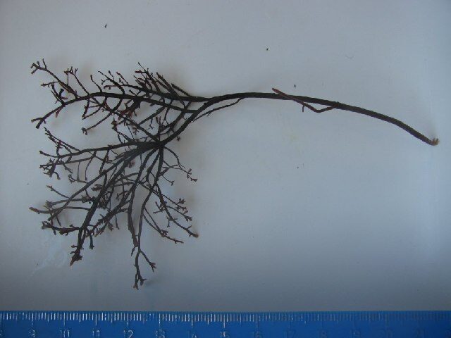 Gelidium arborescens — photo