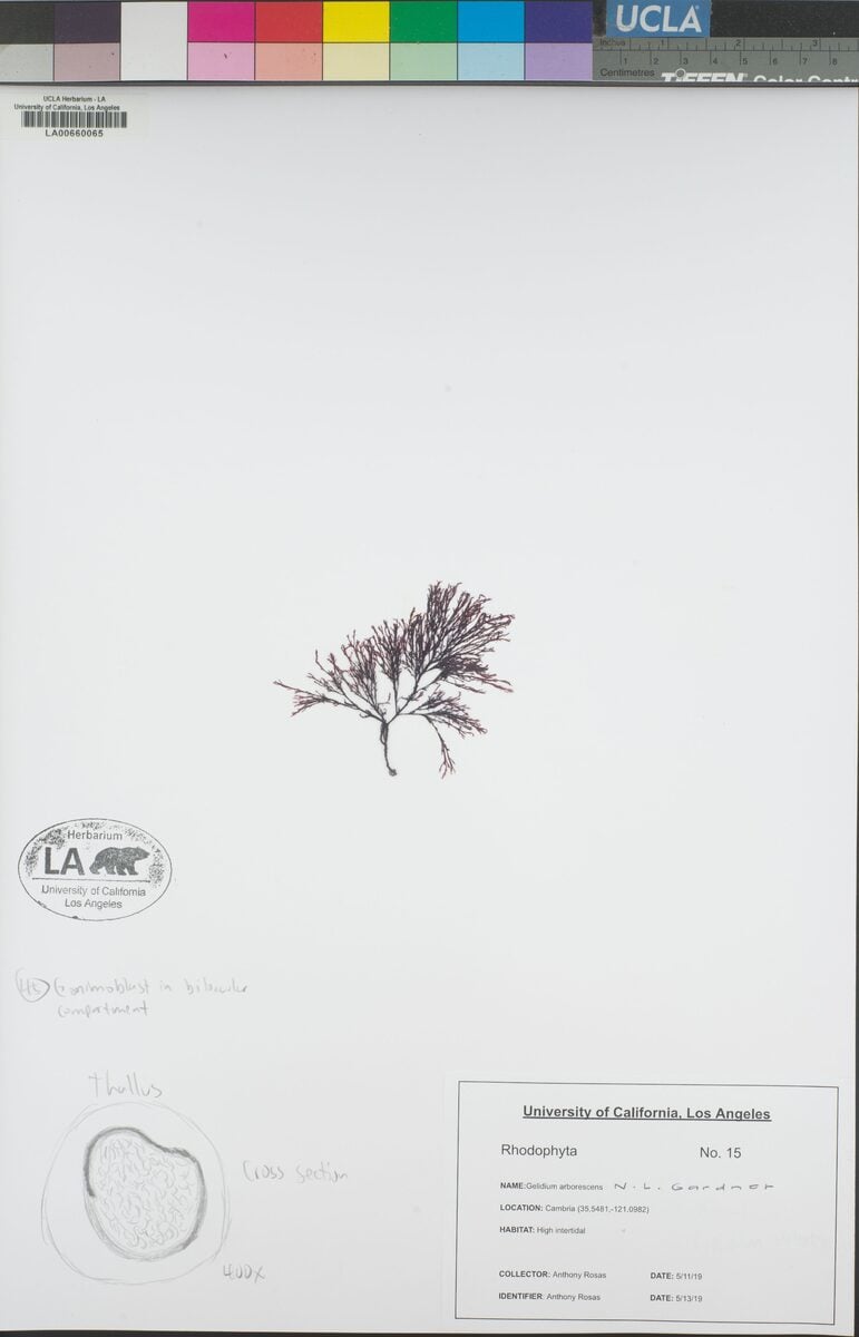 Gelidium arborescens