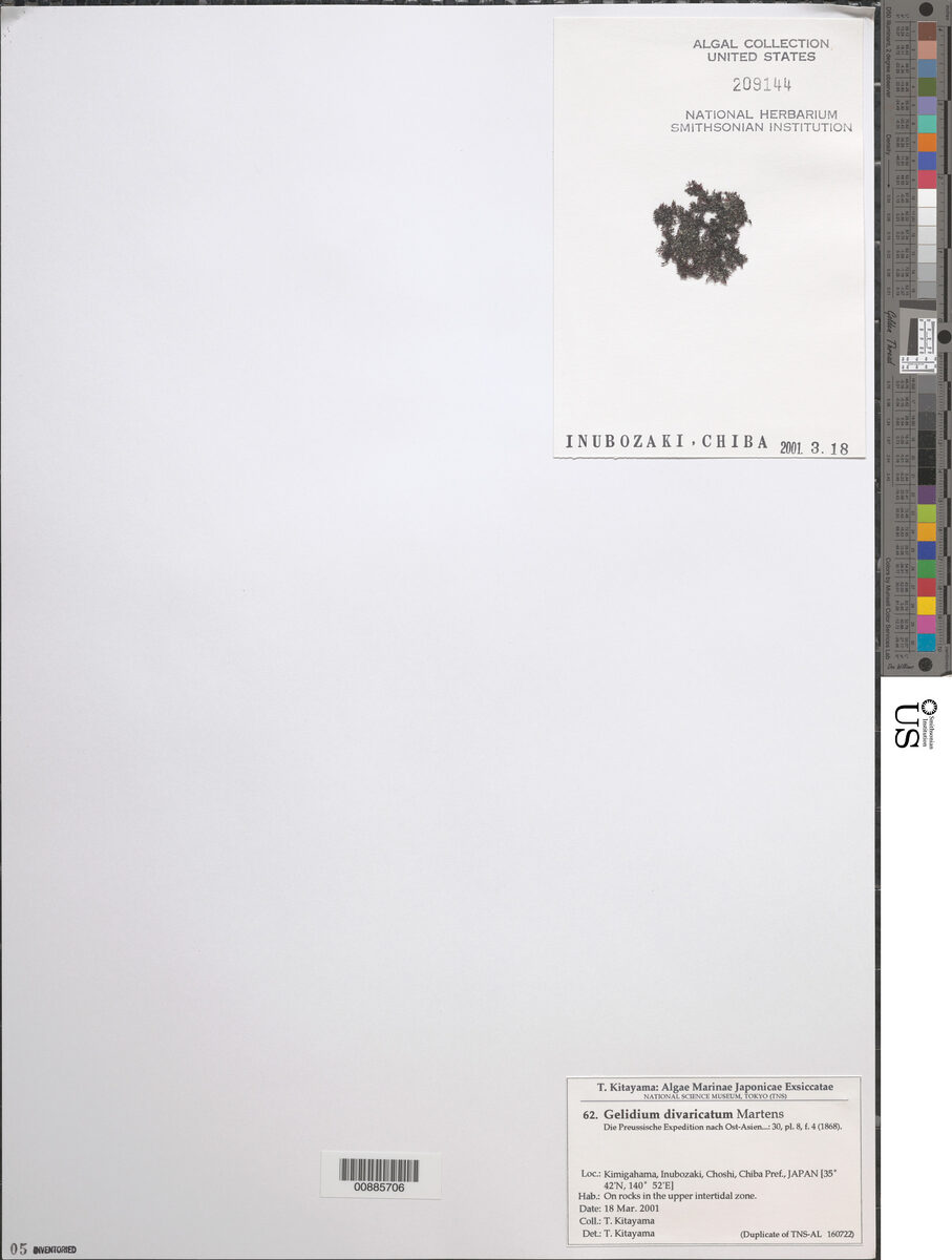 Gelidium divaricatum — photo