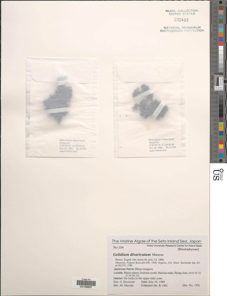 Gelidium divaricatum — photo