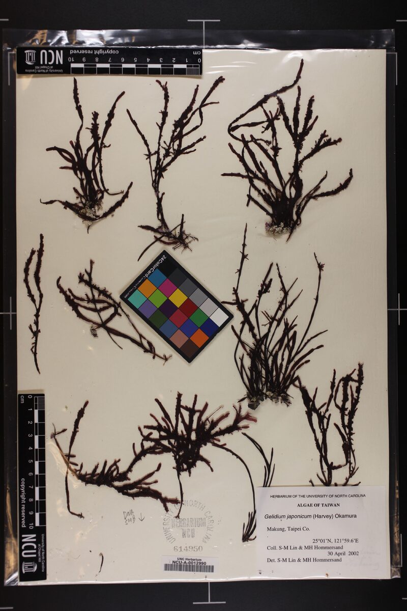 Gelidium japonicum — photo