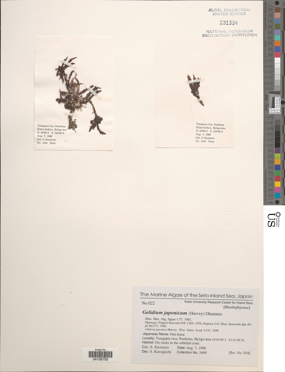 Gelidium japonicum — photo