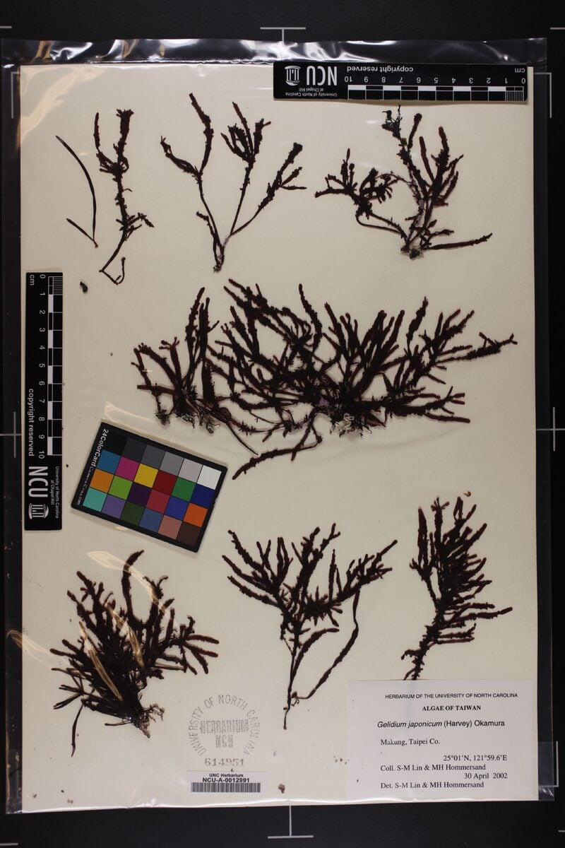 Gelidium japonicum
