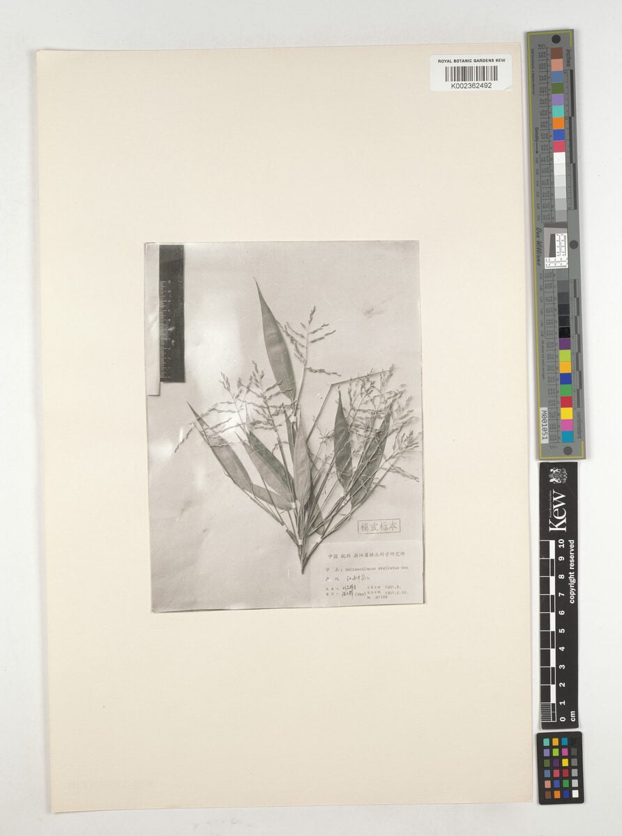 Gelidocalamus stellatus