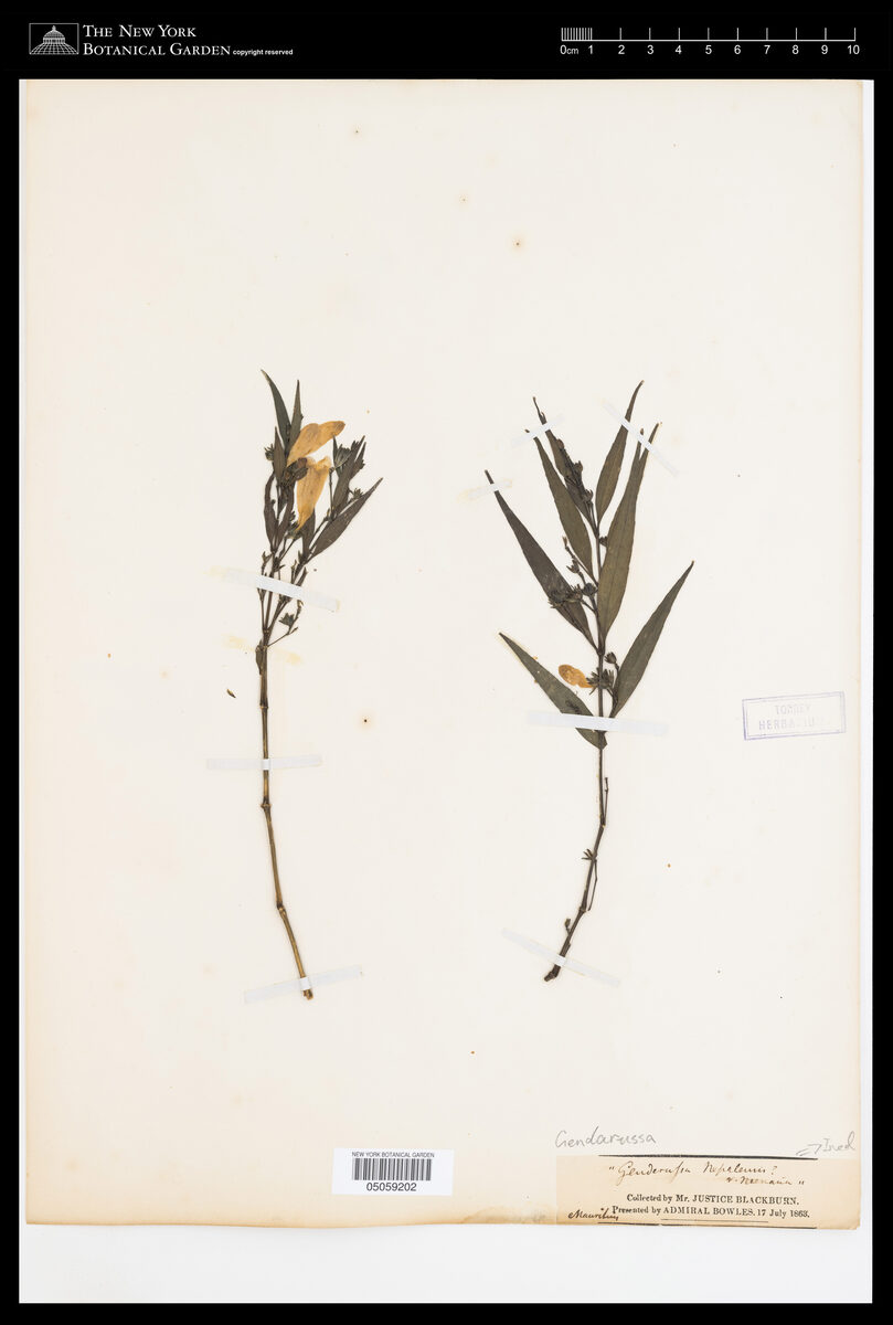 Gendarussa sp. (Lam peng) — photo