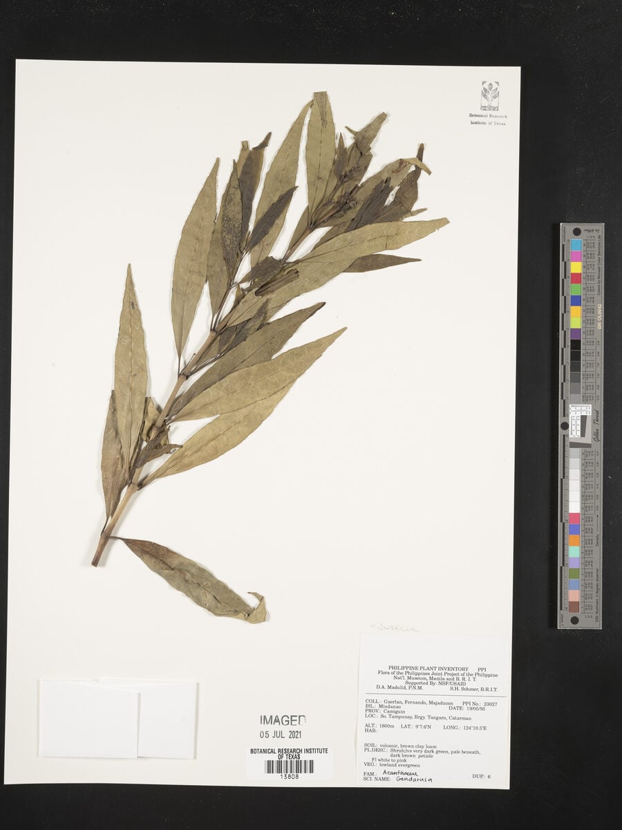 Gendarussa sp.