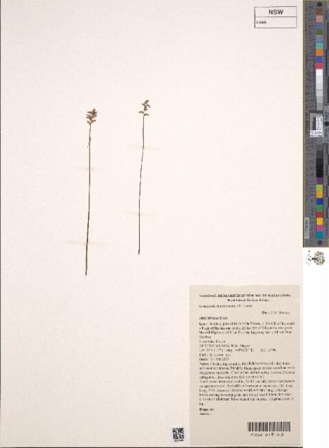 Genoplesium pedersonii (Red midge orchid) — photo
