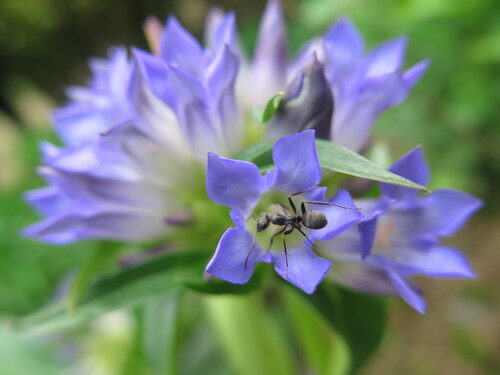 Gentiana macrophylla (Qin Jiao) — photo