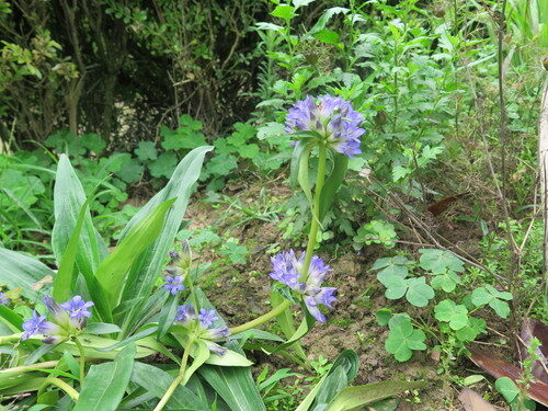 Gentiana macrophylla