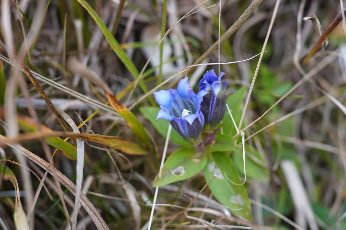 Gentiana scabra buergeri - (Miq.)Maxim. — photo