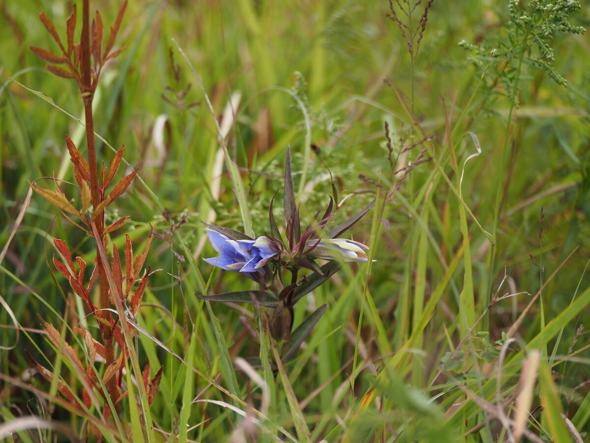 Gentiana scabra buergeri - (Miq.)Maxim. — photo