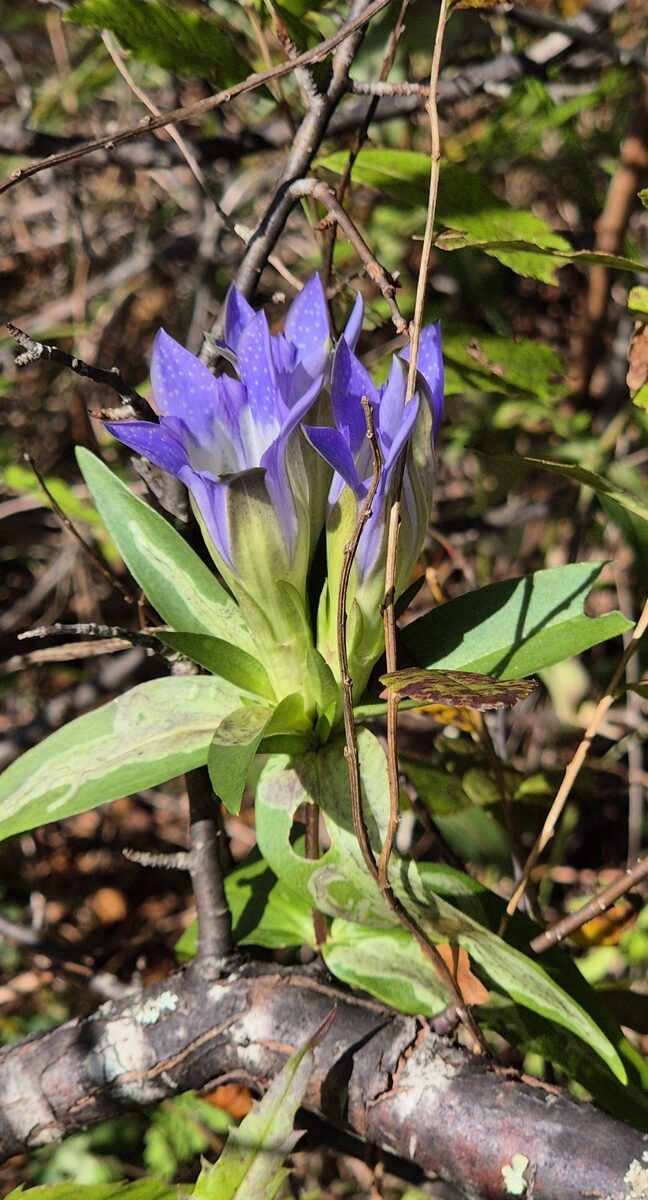 Gentiana scabra var. buergeri