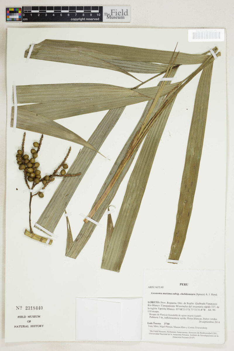 Geonoma maxima subsp. chelidonura — photo