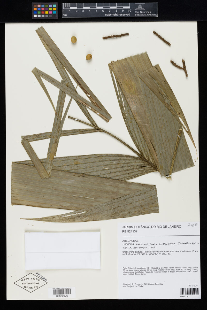 Geonoma maxima subsp. chelidonura — photo