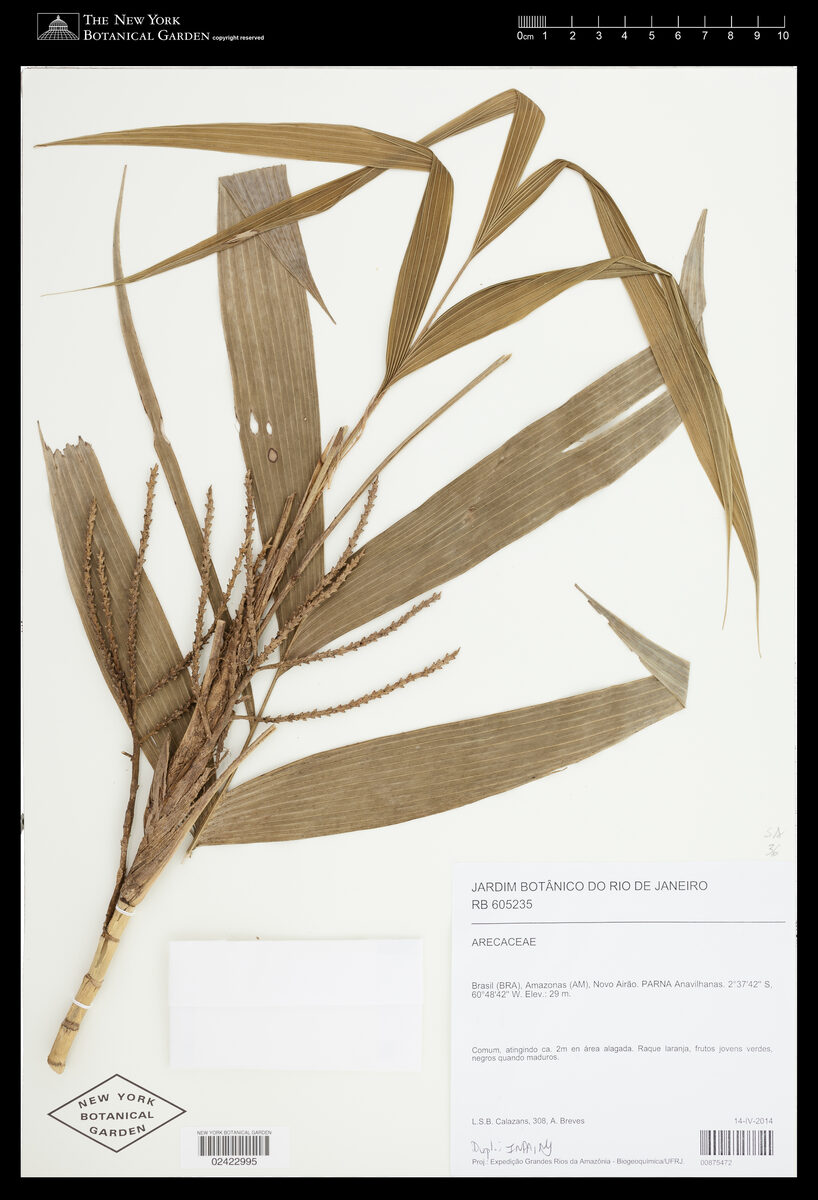 Geonoma maxima subsp. chelidonura