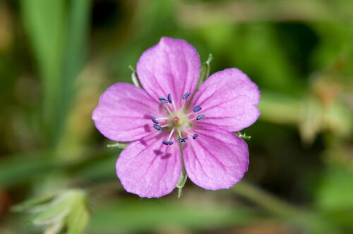 Geranium nepalense (Nepalese crane's bill) — photo